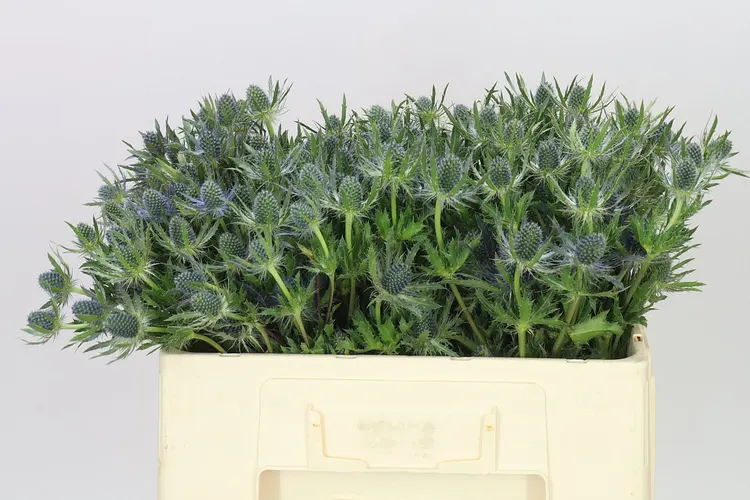 Eryngium Blue Lagoon 50 cm