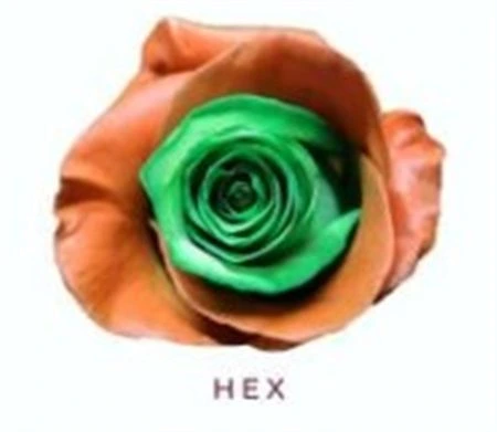 Ruža farbená Hex, Ekvádor 50 cm