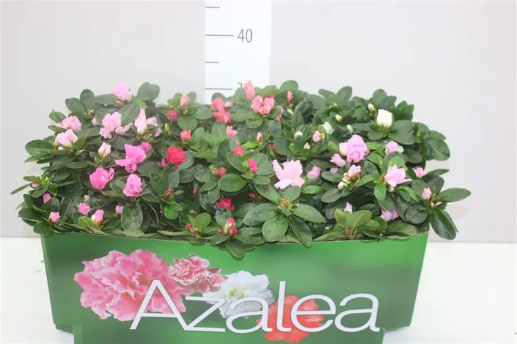 Azalka mix črepník 14 cm