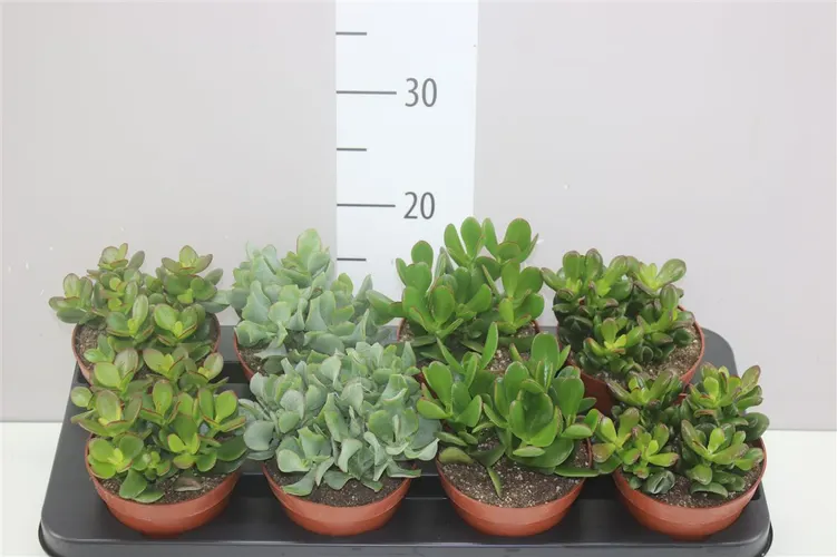 Crassula Mix črepník 12 cm