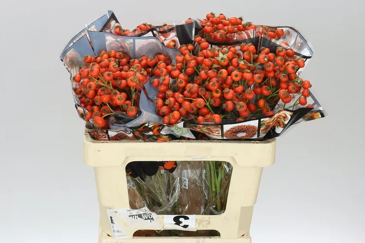 Rozenbottel Hiphop Sunset 55 cm