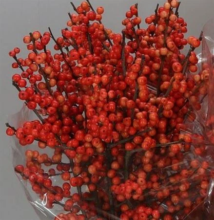 Ilex Oudijk's Orange 80 cm