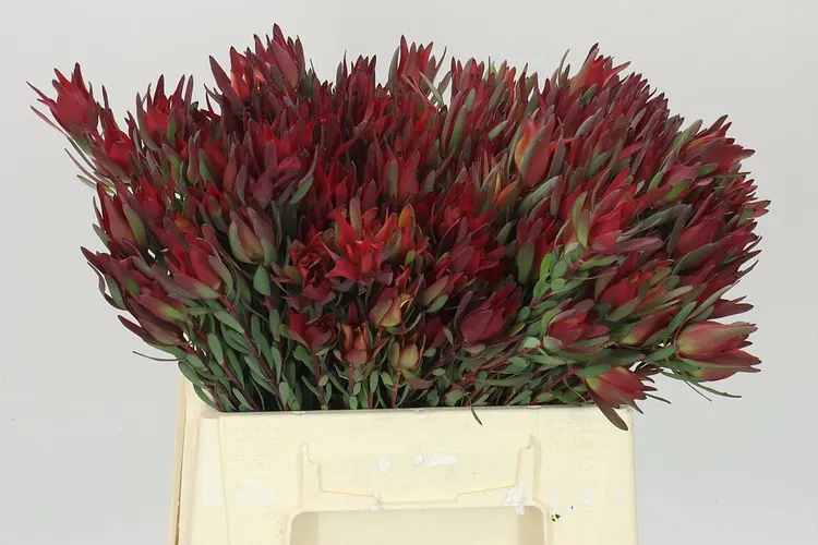 Leucadendron Sal Blush Spray X50 40 cm