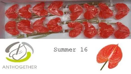 Anth Summer