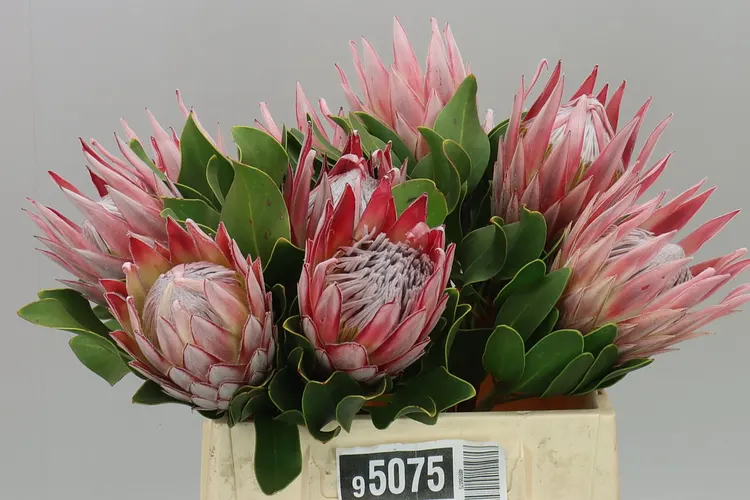 Protea Cynaroides 40 cm