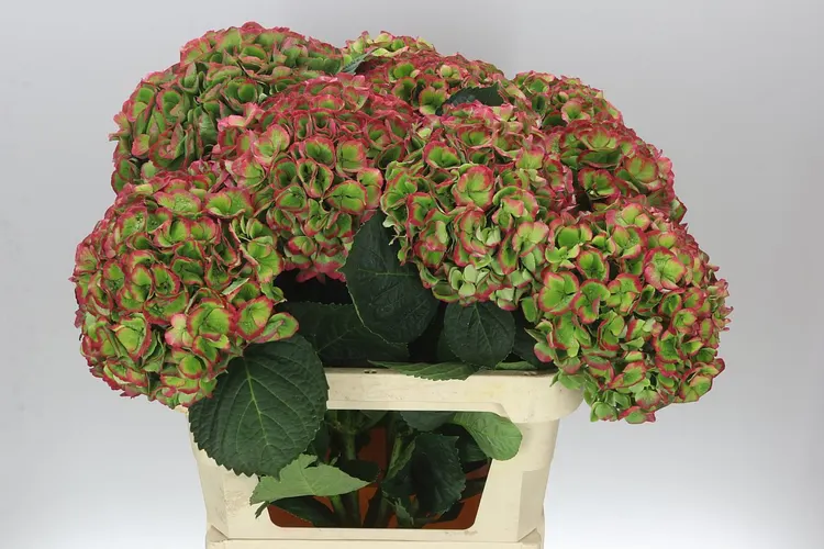 Hydrangea Opal Green Red Classic 80 cm