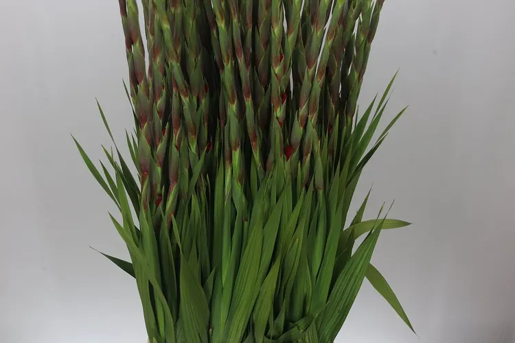 Gladiola Red Balance 120 cm