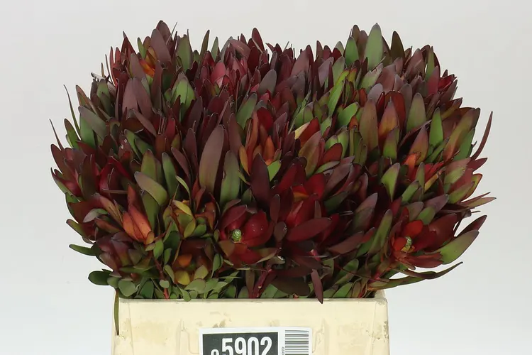 Leucadendron Safari Sunset 40 cm