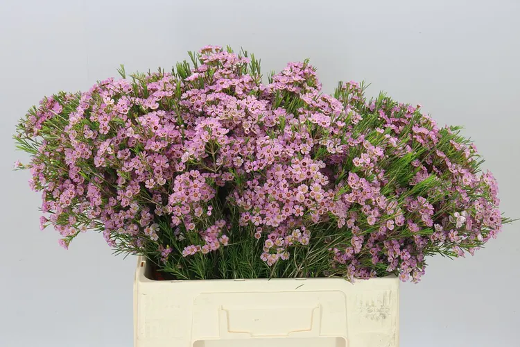 Chamelaucium Michal 60 cm