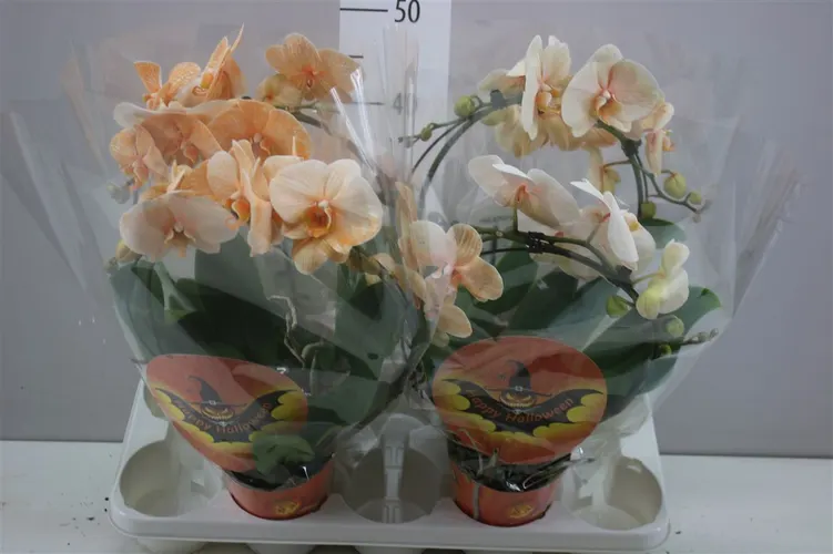 Orchidea Phalaenopsis na oblúku Orange Halloween črepník 12 cm