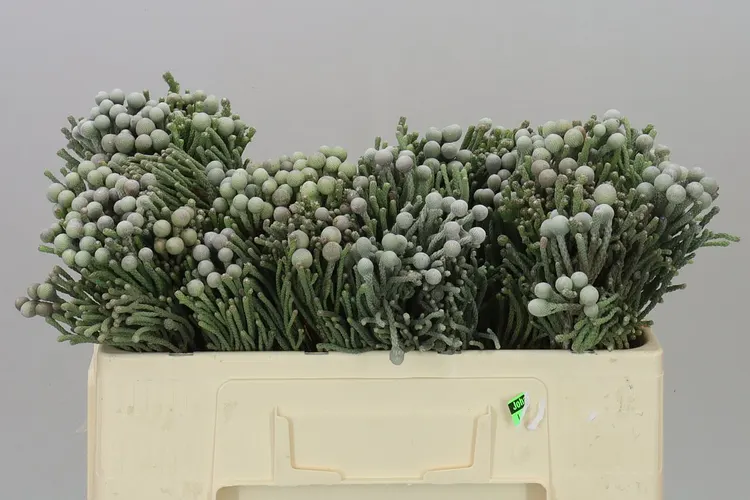 Kaaps Brunia Silver 50 cm