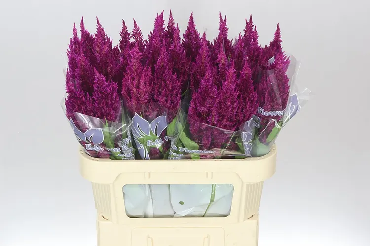 Celózie (Celosia)