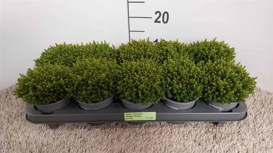 Hebe Green Globe črepník 11 cm