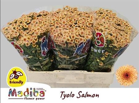 Chryzantéma santini Mad Tiolo Salm 55 cm