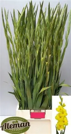 Glad Bananarama 120 cm