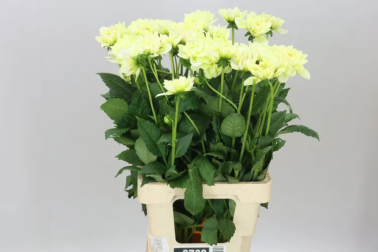 Dahlia Champagne Ex 60 cm