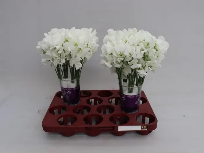Hrachor Wi Suns White 35 cm