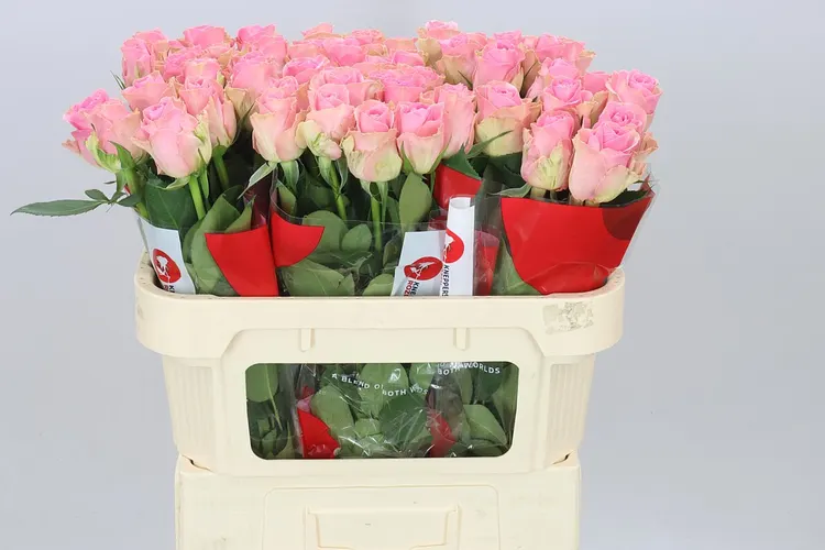 Rosa Gr Wham 70 cm