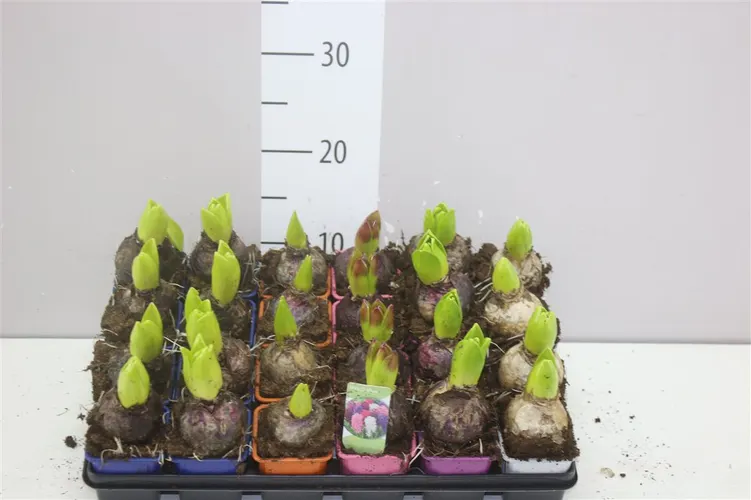 Hyacint mix 1pp črepník 7 cm