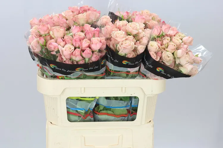 Rosa Tr Destini 70 cm