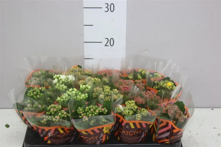 Kalanchoe Calandiva Mix črepník 8 cm