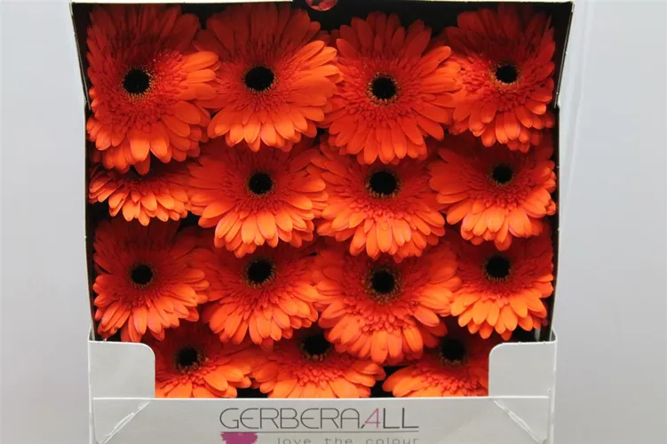 Gerbera Diamond Candela 55 cm