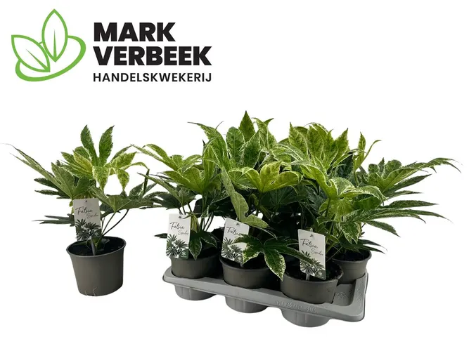 Fatsia Spider Web Variegata črepník 17 cm