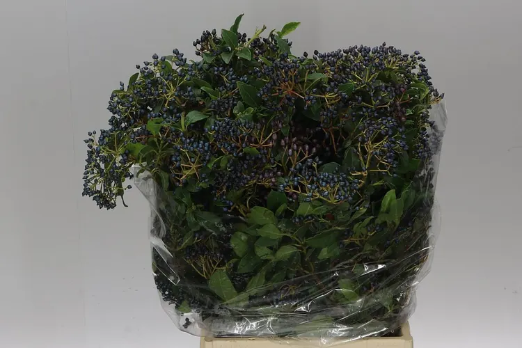 Viburnum Berries 55 cm