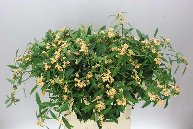 Euphorbia F T Cognac Baron 80 cm