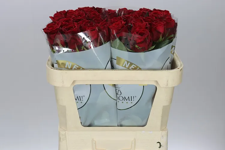 Rosa Gr Red Naomi Ende New 70 cm