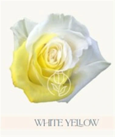 Ruža farbená White Yellow, Ekvádor 50 cm