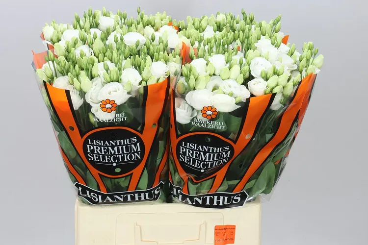 Eustóma plnokvetá Rosita White Ex 70 cm