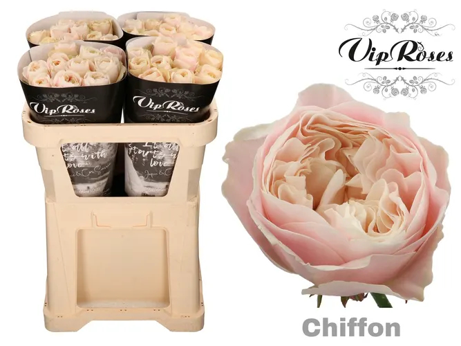 R Gr Chiffon X30 70 cm