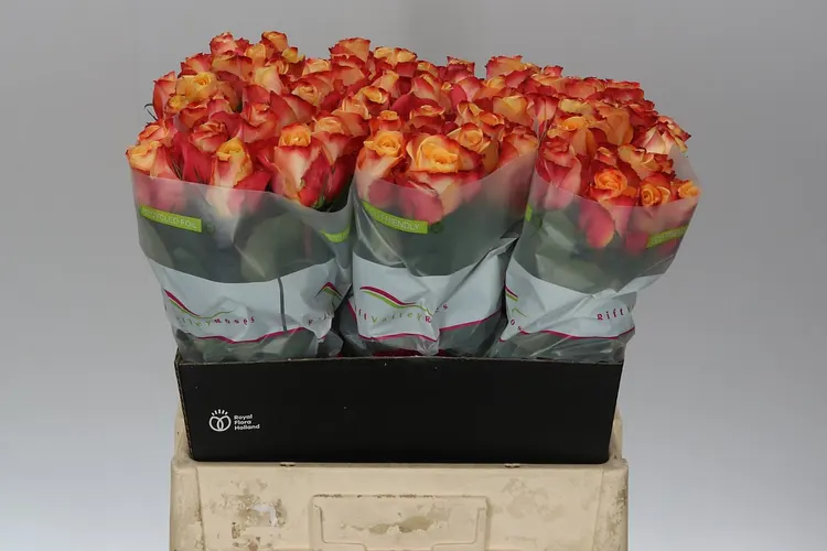 Rosa Gr Pebbles 60 cm