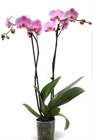 Orchidea Phalaenopsis ružová, 2 výhony črepník 12 cm