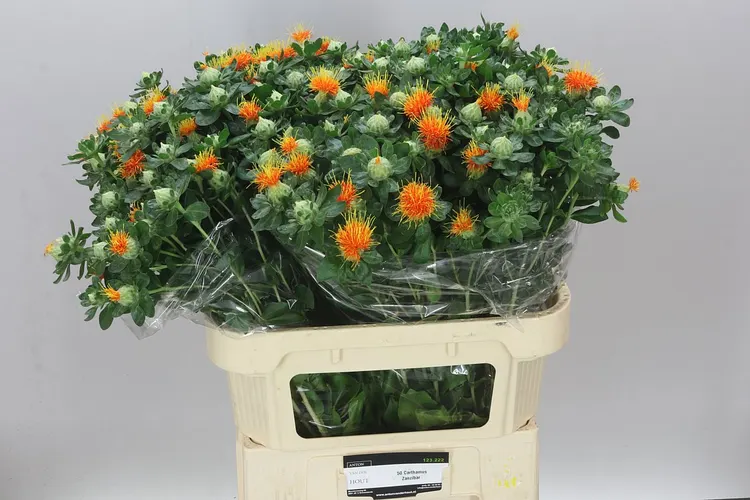 Carthamus T Zanzibar 80 cm