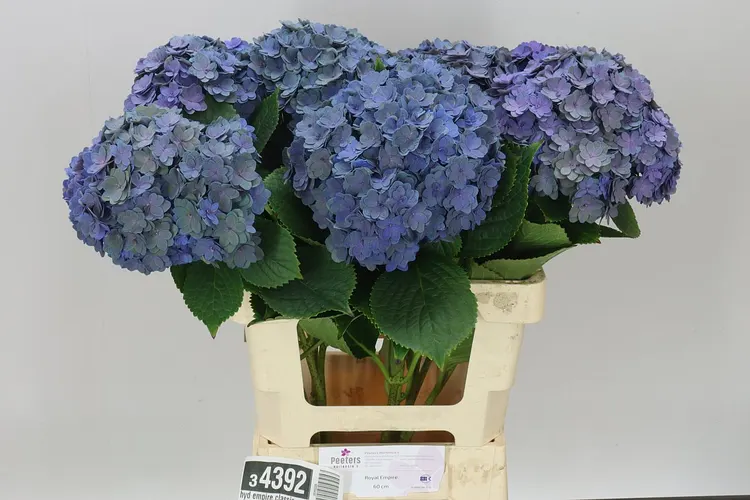 Hortenzia Empire Classic 60 cm