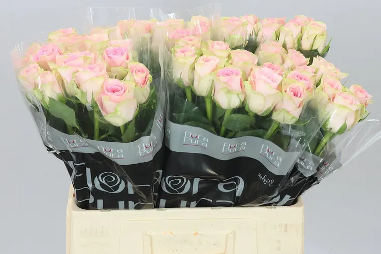 Rosa Gr Olivia 60 cm