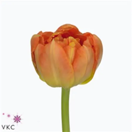 Tulipa Du Monte Orange