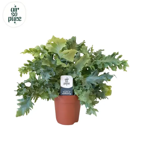 Phlebodium Davana črepník 12 cm