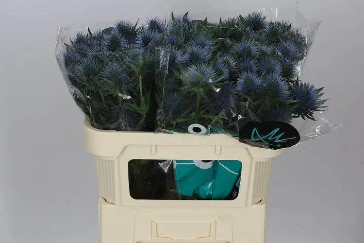 Eryngium Magnet 70 cm