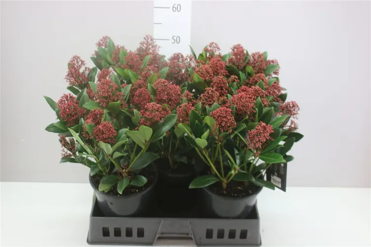 Skimmia Rubella 12+ črepník 19 cm