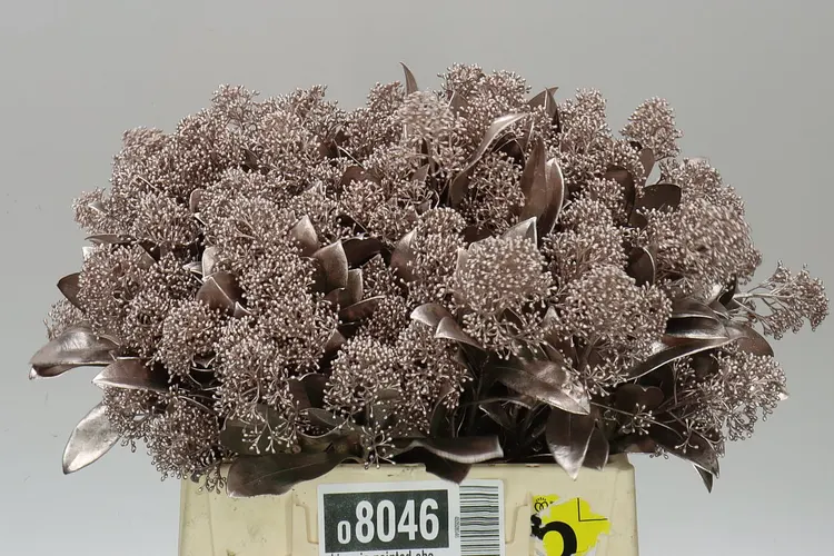 Skimmia farbená Champagne 45 cm
