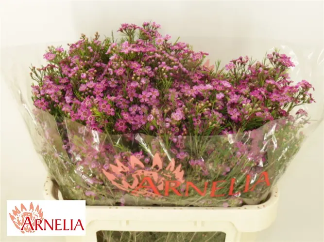 Chame Purple Rain 70 cm