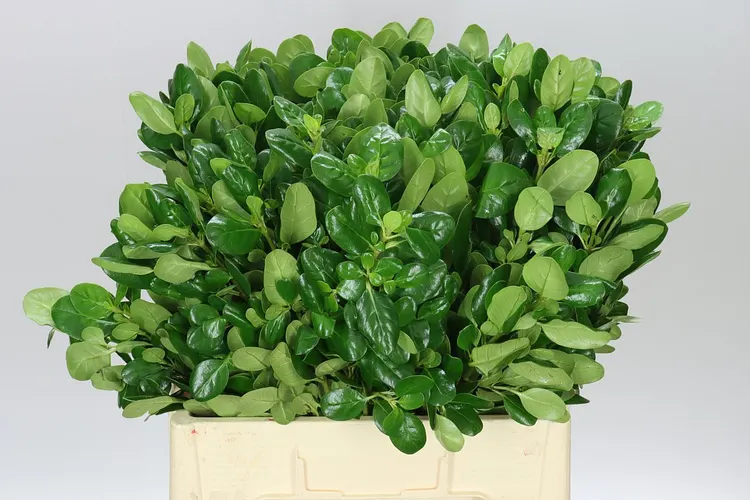 Pittosporum Brillantina 60 cm