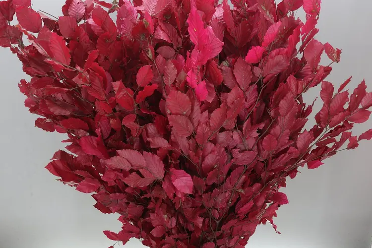 Beuk Cerise 90 cm