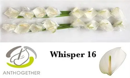 Anth Whisper