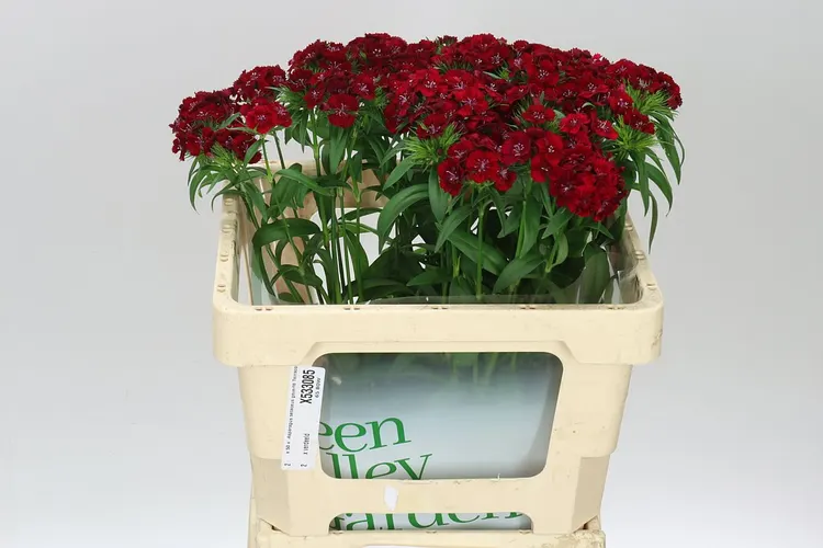 Di Barb Red 56 cm
