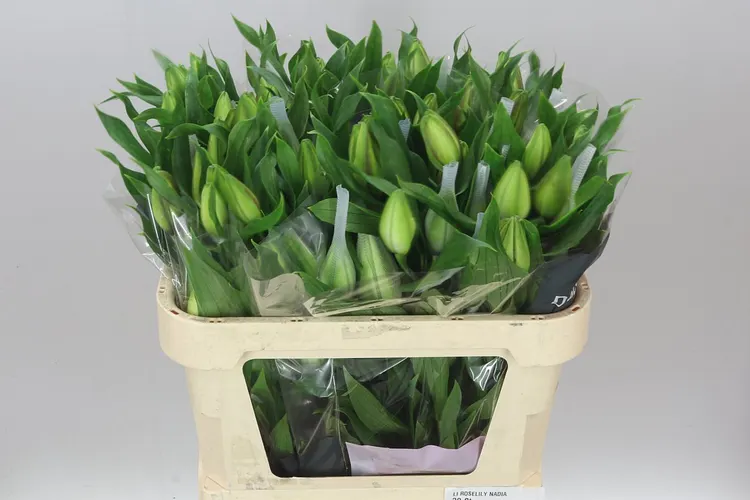 Ľalia orientálna Roselily Nadia (double) 75 cm