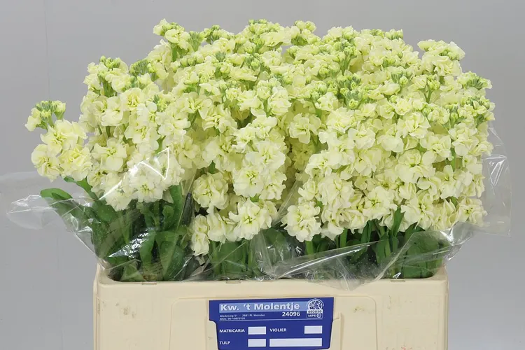 Matthiola Cream 60 cm